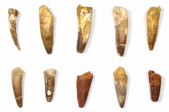 Lot: to Bargain Spinosaurus Teeth - Pieces #133397